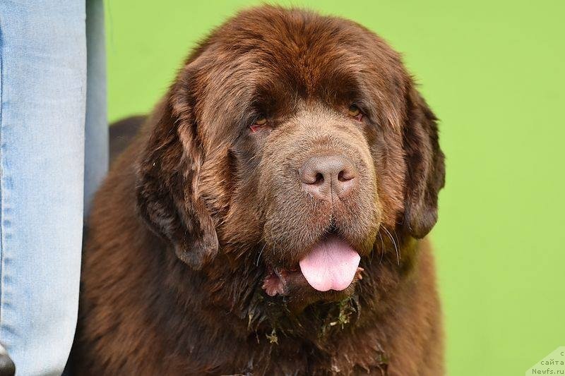 Фото: ньюфаундленд Brownblood MSK Armata Loyar Aid (Браунблад МСК Армата Лойар Аид)