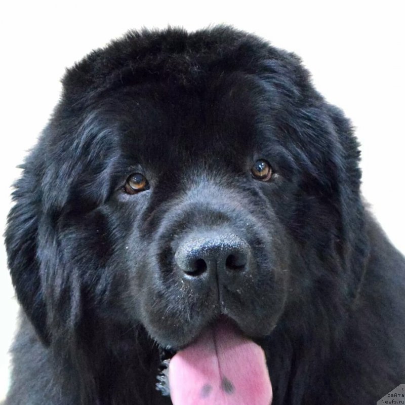 Фото: ньюфаундленд Jguchiy Bryunet (Жгучий Брюнет)