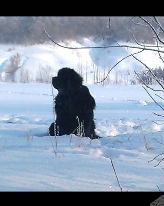 Фото: ньюфаундленд Jguchiy Bryunet (Жгучий Брюнет)