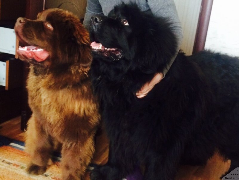 Фотография № 235480