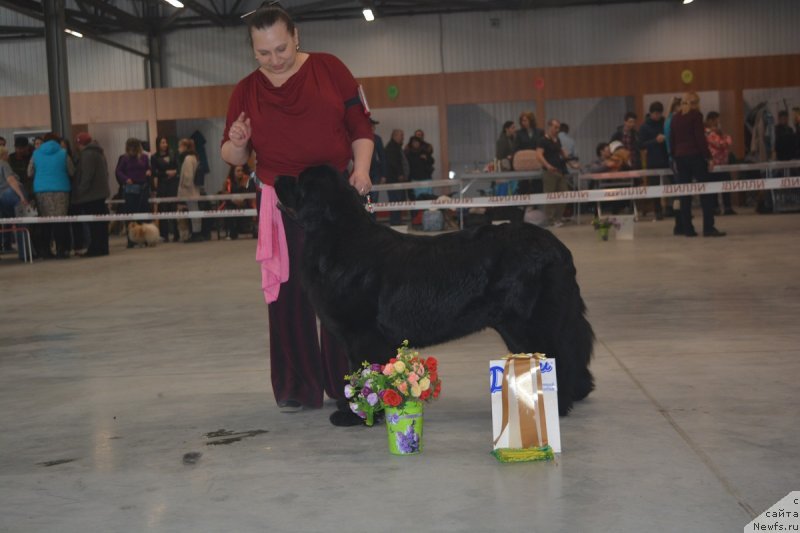 Фото: ньюфаундленд Fiamettahauz Tsikneus (Фиаметтахауз Цикнеус)