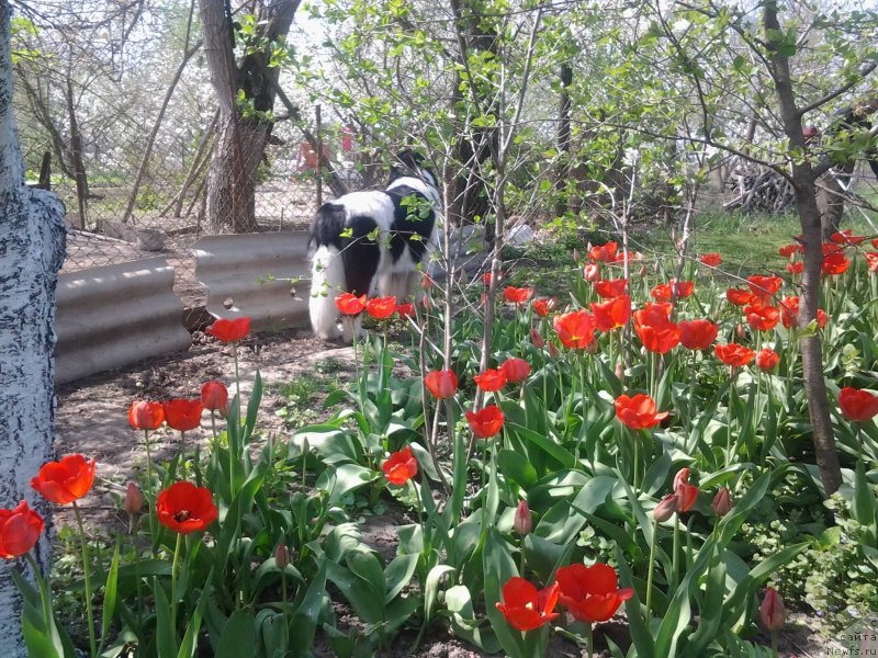 Фото: ньюфаундленд Dar Bogov from Rashn Bear (Дар Богов фром Рашн Беар)