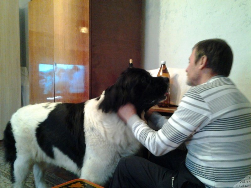 Фото: ньюфаундленд Dar Bogov from Rashn Bear (Дар Богов фром Рашн Беар)