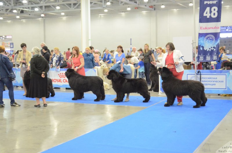 Фото: ньюфаундленд Matvey s Berega Dona (Матвей с Берега Дона)