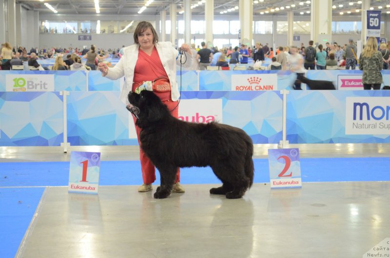 Фото: ньюфаундленд Matvey s Berega Dona (Матвей с Берега Дона)