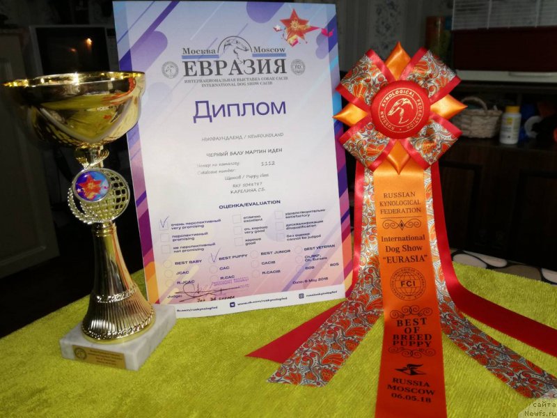 Фото: ньюфаундленд CHernyiy Balu Martin Iden (Черный Балу Мартин Иден)
