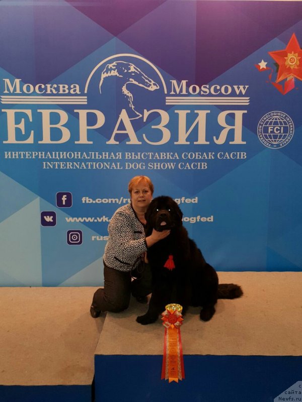 Фото: ньюфаундленд CHernyiy Balu Martin Iden (Черный Балу Мартин Иден)