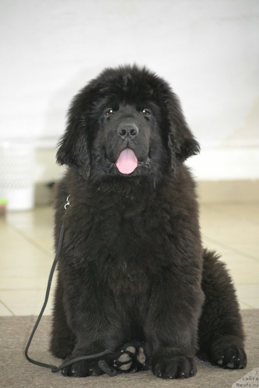 Фото: ньюфаундленд Nikol Yarkaya Zvezda (Николь Яркая Звезда)