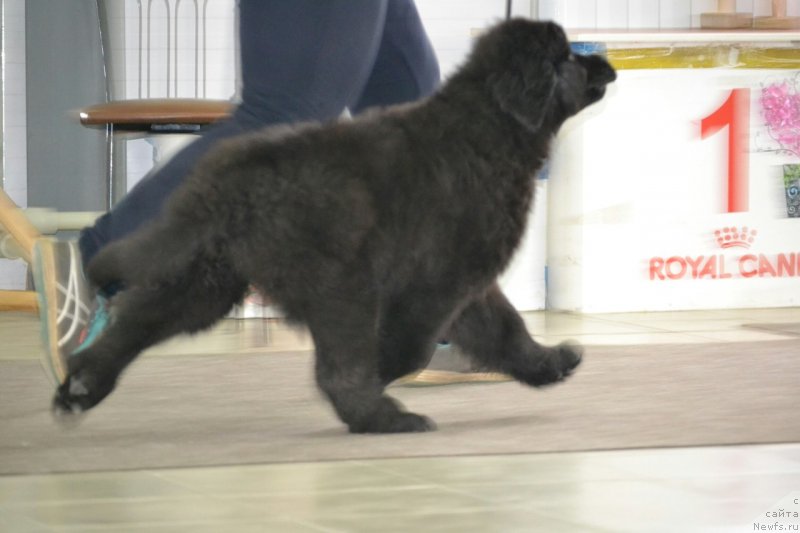 Фото: ньюфаундленд Nikol Yarkaya Zvezda (Николь Яркая Звезда)