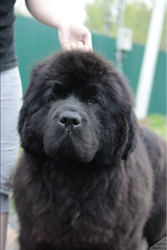 Фото: ньюфаундленд Callistos Black Tulip