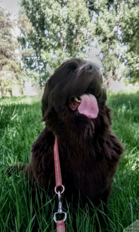 Фото: ньюфаундленд Al'fa Dar Oksa Verka Serdyuchka (Альфа Дар Окса Верка Сердючка)
