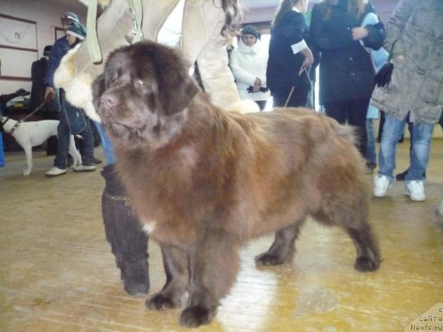 Фото: ньюфаундленд Bridjit Bardo (Бриджит Бардо)