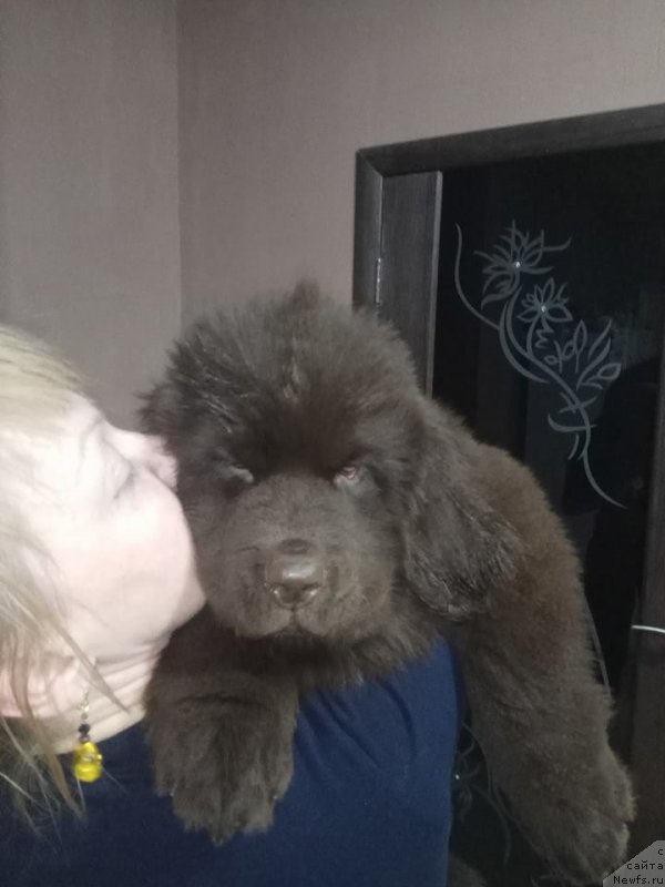 Фото: ньюфаундленд N'yufort Melodiya Lyubvi (Ньюфорт Мелодия Любви)