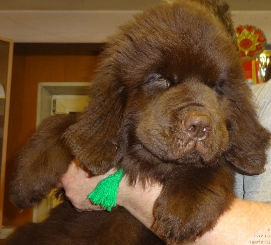 Фото: ньюфаундленд N'yufort Moya Prekrasnaya Ledi (Ньюфорт Моя Прекрасная Леди)