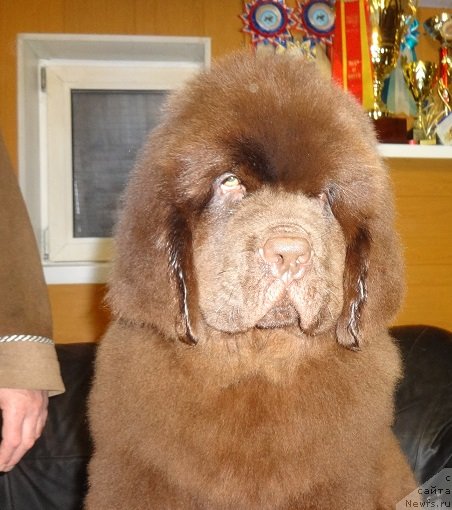 Фото: ньюфаундленд N'yufort Millenium (Ньюфорт Миллениум)