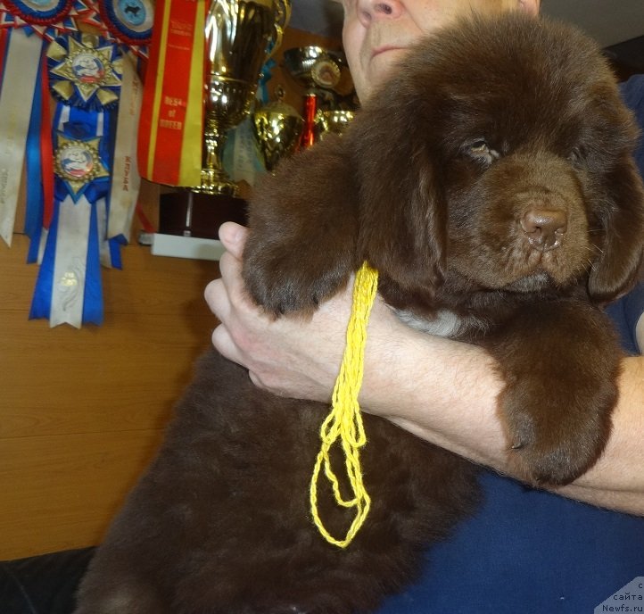 Фото: ньюфаундленд Njufort Morskaya Nimfa (Ньюфорт Морская Нимфа)