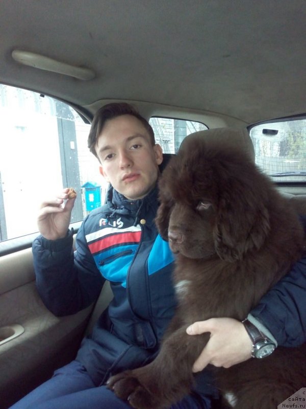 Фото: ньюфаундленд Njufort Maclaren (Ньюфорт Макларен)