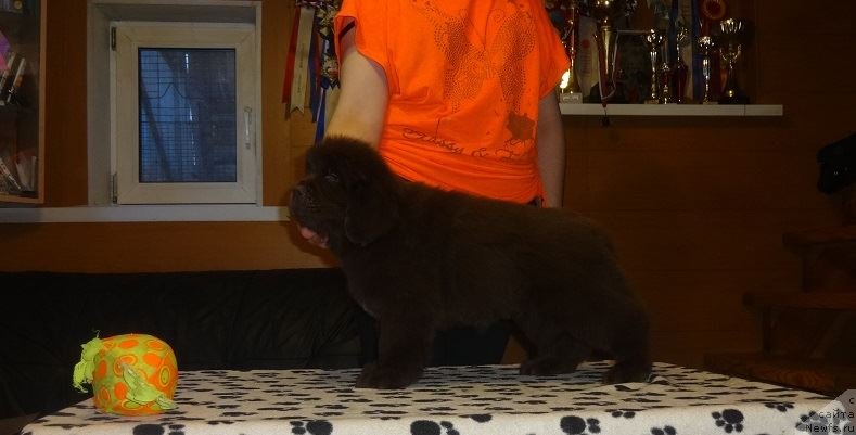 Фото: ньюфаундленд N'yufort Vorojeya (Ньюфорт Ворожея)