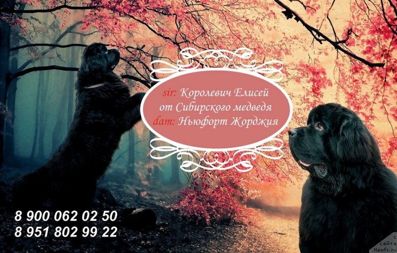 Фото: ОТЕЦ, ньюфаундленд Korolevich Elisey ot Sibirskogo Medvedya (Королевич Елисей от Сибирского Медведя), ньюфаундленд N'yufort Jordjiya (Ньюфорт Жорджия)