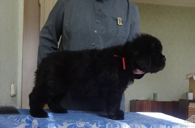 Фото: ньюфаундленд N'yufort Jordjiya (Ньюфорт Жорджия)