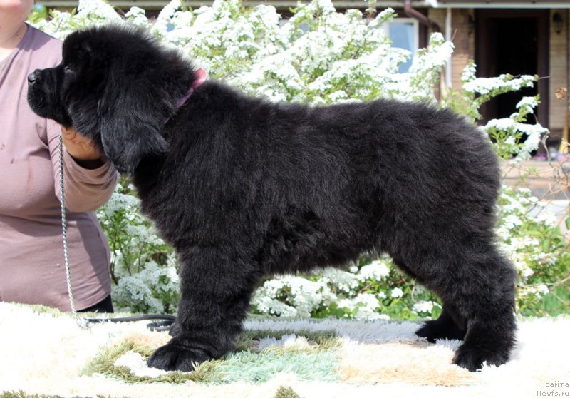 Фото: ньюфаундленд Brownblood MSK Martha Cheerful Lady (Браунблад МСК Марта Чирфул Леди)
