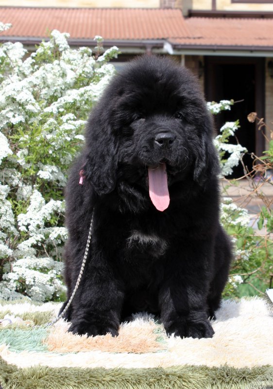 Фото: ньюфаундленд Brownblood MSK Martha Cheerful Lady (Браунблад МСК Марта Чирфул Леди)