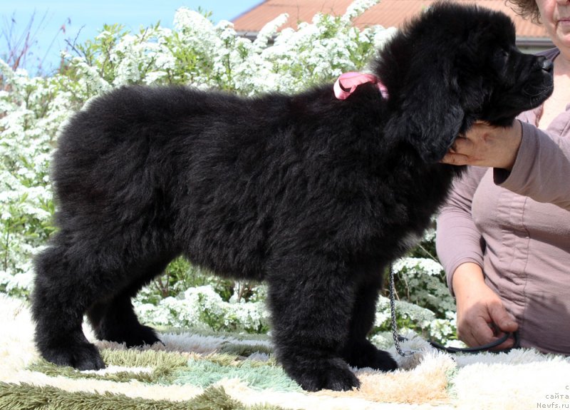 Фотография № 235575