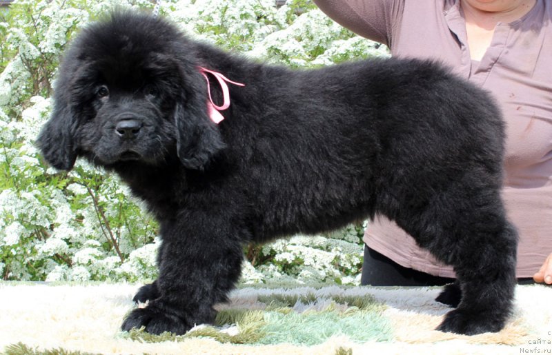 Фото: ньюфаундленд Brownblood MSK Martha Cheerful Lady (Браунблад МСК Марта Чирфул Леди)