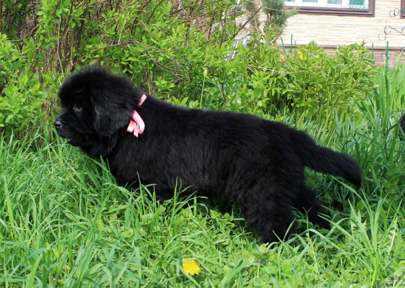 Фото: ньюфаундленд Brownblood MSK Martha Cheerful Lady (Браунблад МСК Марта Чирфул Леди)