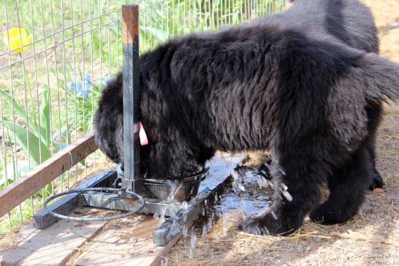 Фото: ньюфаундленд Brownblood MSK Martha Cheerful Lady (Браунблад МСК Марта Чирфул Леди)
