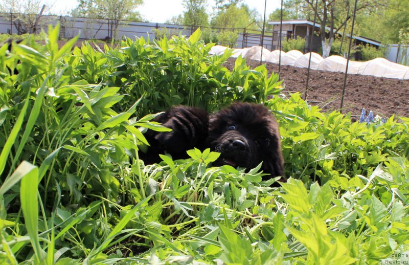 Фото: ньюфаундленд Brownblood MSK Martha Cheerful Lady (Браунблад МСК Марта Чирфул Леди)