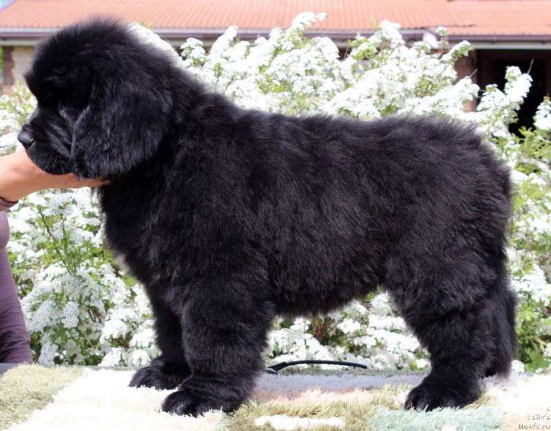 Фото: ньюфаундленд Brownblood MSK Martin Courageous Guy (Браунблад МСК Мартин Корэйджес Гай)