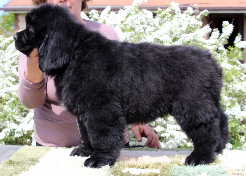 Фото: ньюфаундленд Brownblood MSK Martin Courageous Guy (Браунблад МСК Мартин Корэйджес Гай)