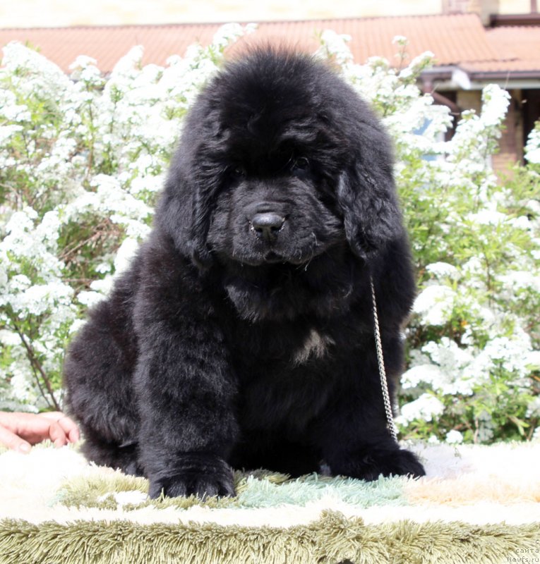 Фото: ньюфаундленд Brownblood MSK Martin Courageous Guy (Браунблад МСК Мартин Корэйджес Гай)