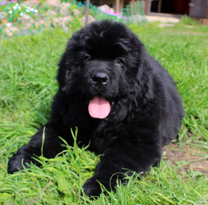 Фото: ньюфаундленд Brownblood MSK Martin Courageous Guy (Браунблад МСК Мартин Корэйджес Гай)