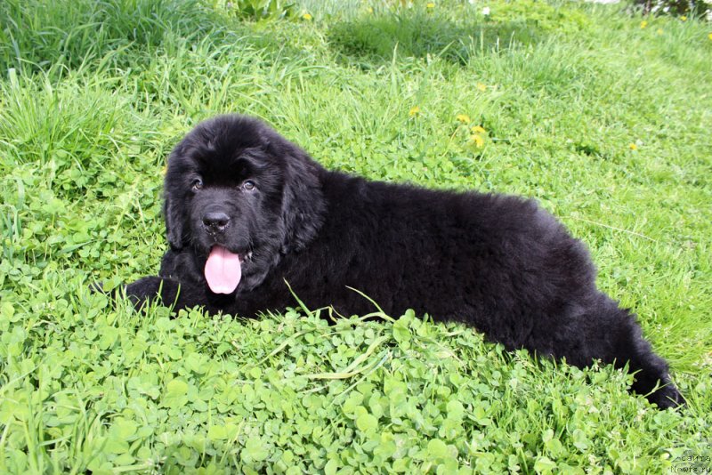 Фотография № 235585