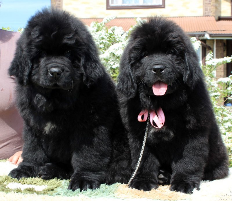 Фотография № 235589