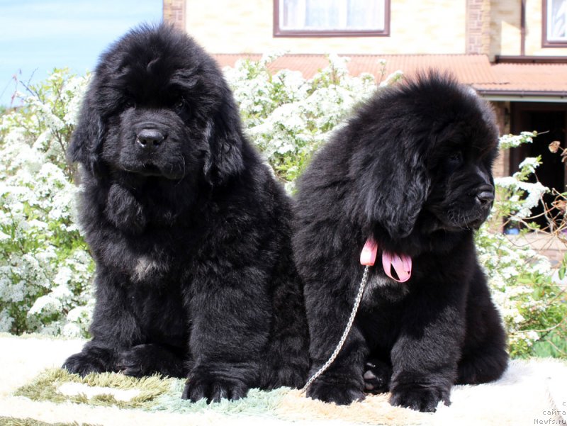 Фото: ньюфаундленд Brownblood MSK Martin Courageous Guy (Браунблад МСК Мартин Корэйджес Гай), ньюфаундленд Brownblood MSK Martha Cheerful Lady (Браунблад МСК Марта Чирфул Леди)