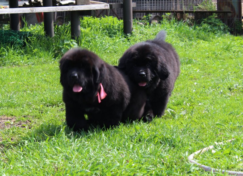 Фото: ньюфаундленд Brownblood MSK Martin Courageous Guy (Браунблад МСК Мартин Корэйджес Гай), ньюфаундленд Brownblood MSK Martha Cheerful Lady (Браунблад МСК Марта Чирфул Леди)