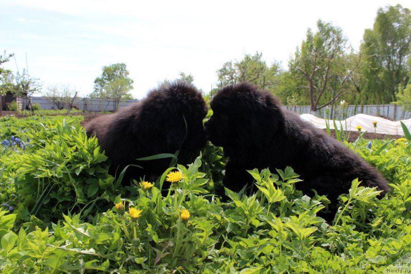 Фотография № 235593