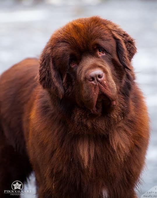 Фото: ньюфаундленд Brownblood MSK Alfa-Romeo Gold Baddy (Браунблад МСК Альфа-Ромео Голд Бадди)