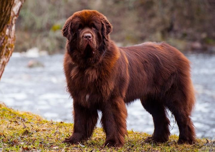 Фото: ньюфаундленд Brownblood MSK Alfa-Romeo Gold Baddy (Браунблад МСК Альфа-Ромео Голд Бадди)