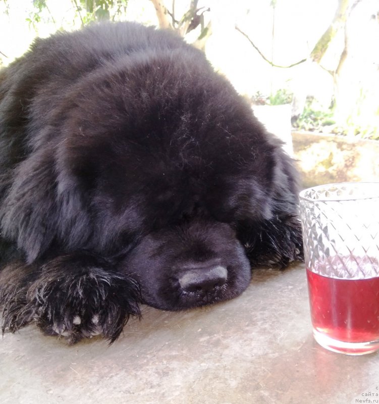 Фото: ньюфаундленд Charuyuschiy Chezario (Чарующий Чезарио)