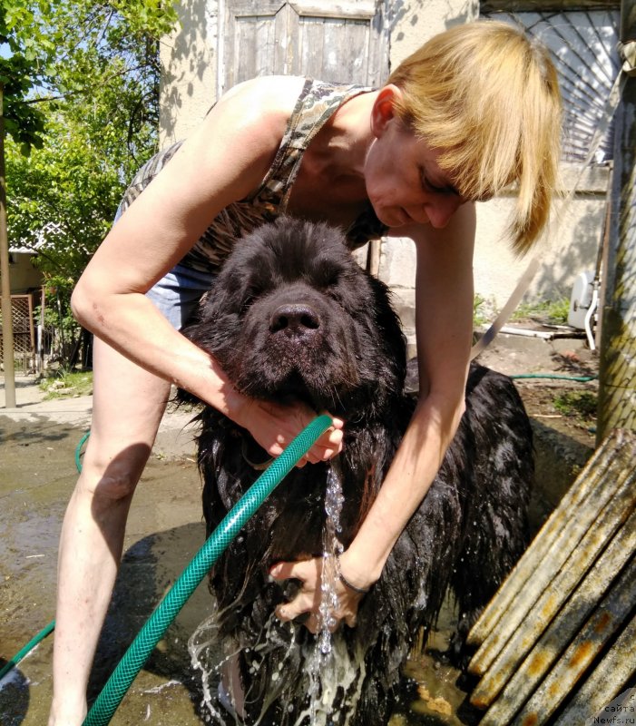 Фото: ньюфаундленд Charuyuschiy Chezario (Чарующий Чезарио)