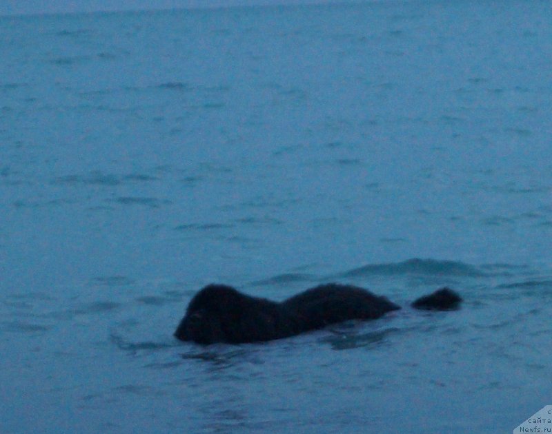 Фото: ньюфаундленд Charuyuschiy Chezario (Чарующий Чезарио)