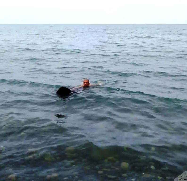 Фото: ньюфаундленд Charuyuschiy Chezario (Чарующий Чезарио)