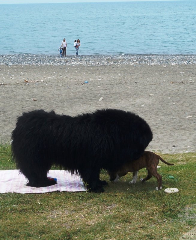 Фото: ньюфаундленд Charuyuschiy Chezario (Чарующий Чезарио)