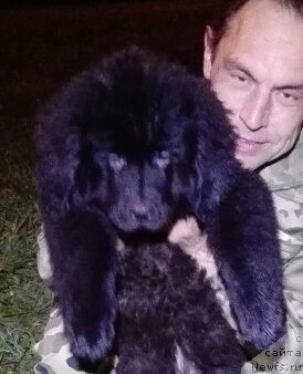 Фото: ньюфаундленд Perl of Sia Dips Jermyen (Перл оф Сиа Дипс Жермэн)