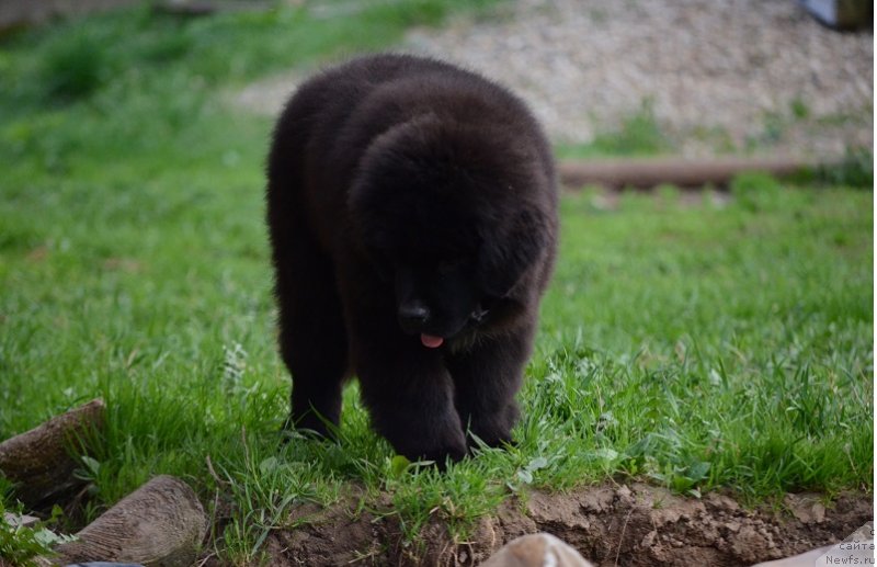 Фото: Терра Виктория Найт Дрим