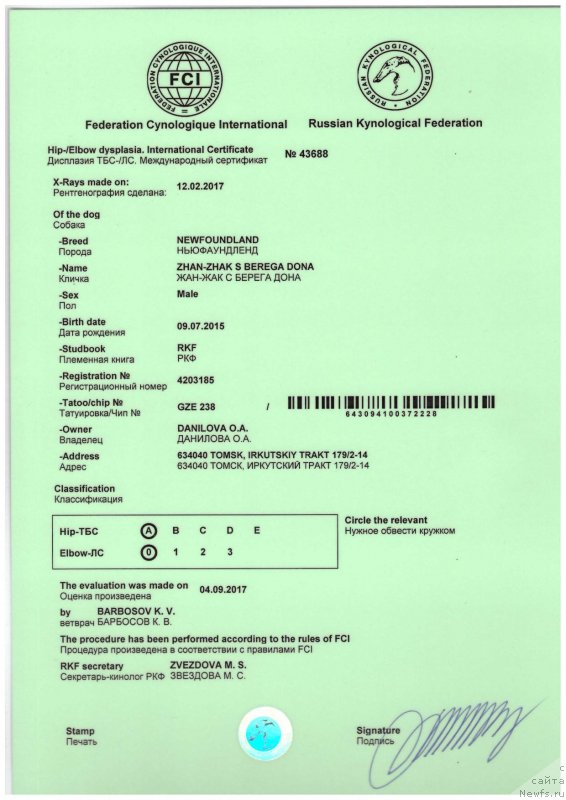 Фото: ньюфаундленд Zhan-Zhak s Berega Dona (Жан-Жак с Берега Дона)